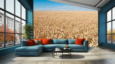 Wheat field and blue sky Wall mural