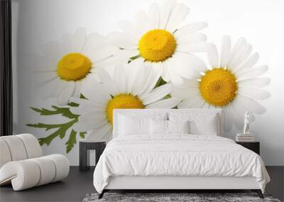 Close-up of chamomile flowers isolated on transparent background. Wall mural