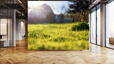 Green lawn grass near the house in sunlight, beautiful summer background. Image with Selective focus Wall mural