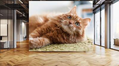 Portrait of a funny beautiful red fluffy cat with green eyes in the interior, pets Wall mural