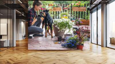 Woman transplanting blooming petunia flowers in pots, on the terrace. Companion dog nearby Wall mural