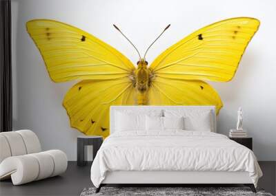  a close up of a yellow butterfly on a white background with only one wing missing from it's wings. Wall mural