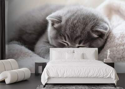   A small gray kitten napping on a white blanket atop a bed Wall mural