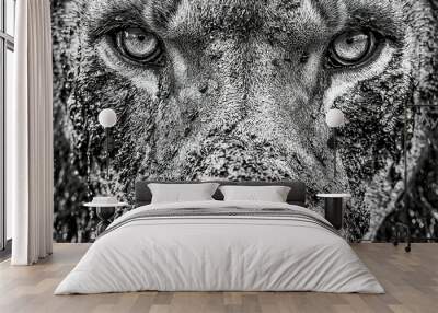   Black-and-white picture of a lion with snow on its fur and snow-covered eyes Wall mural