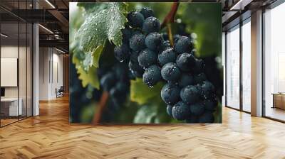   Grapes hang from a green vine with droplets of water on the leaves Wall mural