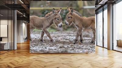   Two small donkeys stand next to one another on a dirt field A wooden fence borders the background Wall mural