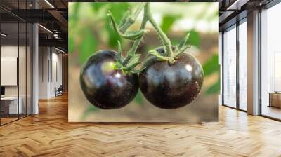 A two ripe black tomatoes on a branch, closeup. Blurred background. Soft green and brown tones. Wall mural