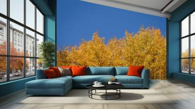 Autumn yellow leaves on the branches of a tree against a bright blue sky. Wall mural