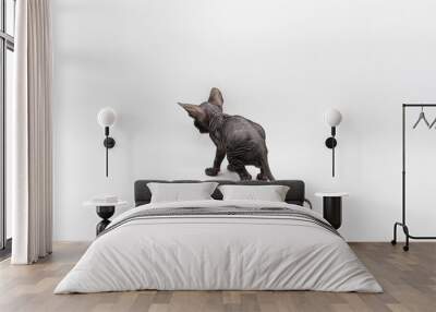 Beautiful gray Sphynx kitten  back view. Sphynx kitten against background. Wall mural