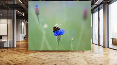 blue flowers with a bee on a meadow Wall mural