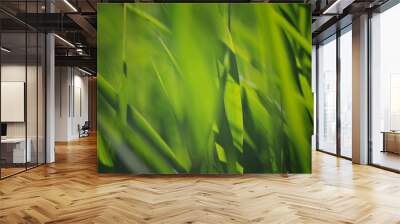 Blurred background of fresh green grass closeup Wall mural