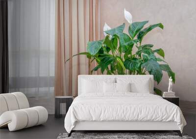 Spathiphyllum plant growing by the window Wall mural