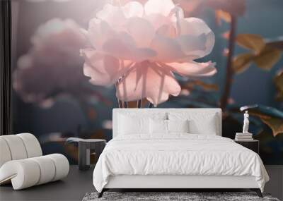 Close up garden beautiful pink rose flower blossom against sunset backlight on the dark background. Wall mural