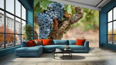 Close up of grapevine with berries and grape leaves on old vine trunk background. Beautiful bouquet of ripe blue wine grapes. Plantation of vines. Autumn harvest in vineyard in Europe, Spain. Wall mural