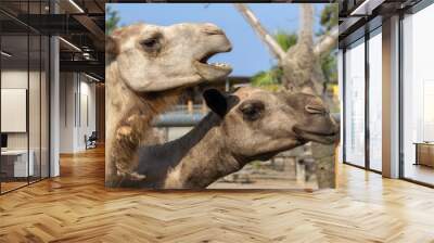 Close-up of two camel heads in profile Wall mural