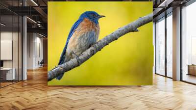 Close-up of Western bluebirds (Sialia mexicana).  Wall mural