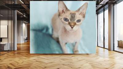 Close-up view of a Devon Rex kitten with beautiful blue eyes. Cute cat sitting on a soft couch Wall mural