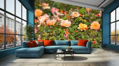 Decorative rose bushes in the garden. Multicolored blooming roses. Wall mural