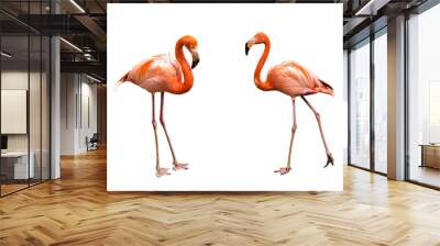 Flamingos isolated on white background Wall mural