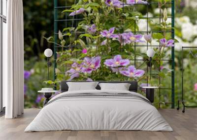 Flowers of purple-white clematis Piilu growing on a trellis in a summer garden Wall mural