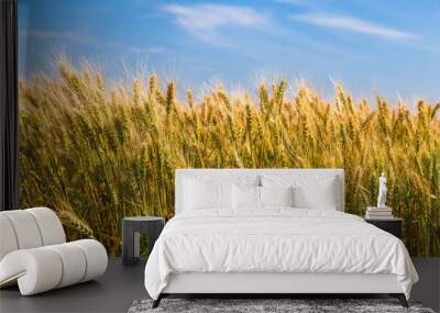 Golden wheat field with blue sky in background Wall mural