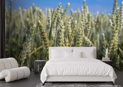 Golden wheat field with blue sky in background Wall mural