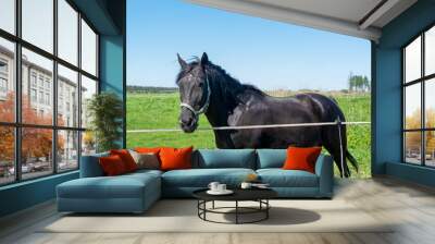 An adult black horse stands on a green meadow on a summer day. Horizontal orientation, selective focus. Animal theme. Wall mural