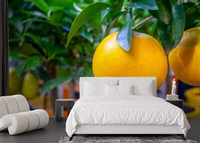 Close-up of ripe tangerine on a branch of citrus exotic plant. Selective focus, blurred backdrop. Wall mural