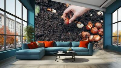 hands holding tulip bulbs before planting them in the ground Wall mural