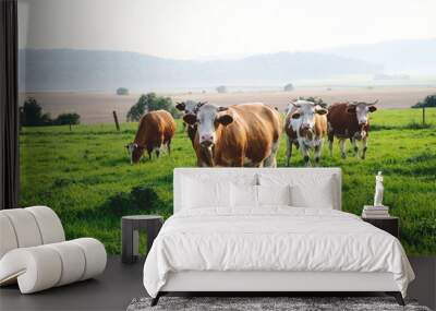 herd of simmental cows on a green summer pasture in the mountains Wall mural