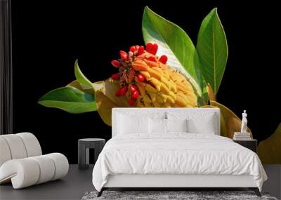 Branch of a southen magnolia tree  ( Magnolia grandiflora ) with leaves, fruit and seeds isolated on black background Wall mural