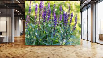 Background or Texture of Salvia nemorosa 'Caradonna' Balkan Clary in a Country Cottage Garden in a romantic rustic style. Wall mural