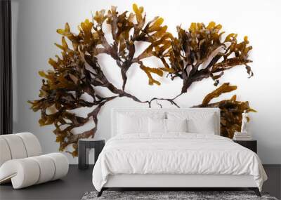 Fucus seaweed isolated on white background. Baltic sea. Latvia, Wall mural