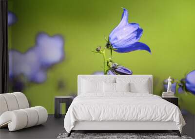 Spring forest blue flowers campanula on a beautiful green background macro. Wall mural