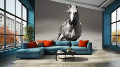 arab horse running in desert Wall mural