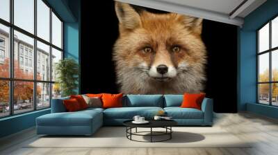 red fox face isolated on black Wall mural