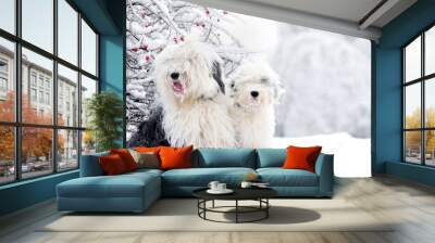 two old english sheepdogs sitting in winter meadow Wall mural