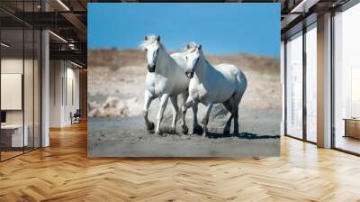 two white camargue horses running among seashore Wall mural