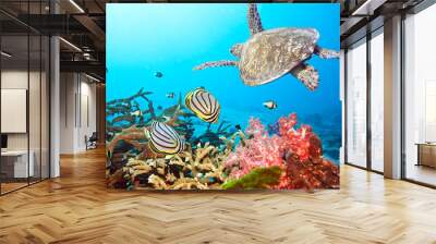 butterflyfishes and turtle Wall mural