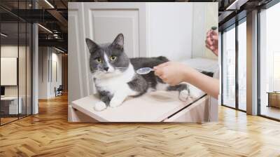 Little girl and cat imitates therapy in veterinary clinic Wall mural