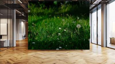 Lush green meadow illuminated by sunlight, featuring daisies, dandelions, and assorted wildflowers in a vibrant display of natural beauty... Wall mural