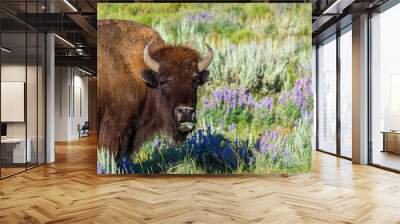 Bison sticking out his tongue in a beautiful flower field in Yellowstone National Park Wall mural