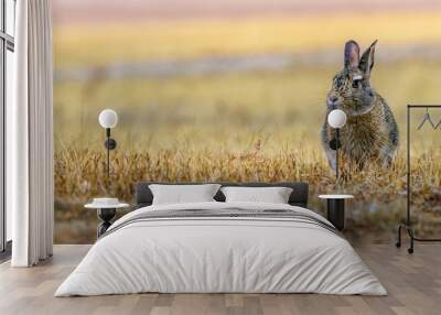 Serious, concentrated cottontail bunny rabbit in the yellow grass in the field, meadow with rain drops on his fur. Wildlife, closeup. After the rain. Wall mural