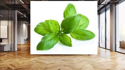 basil leaves isolated Wall mural