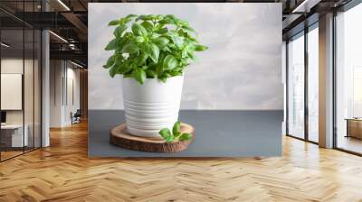 fresh basil herb in flowerpot Wall mural