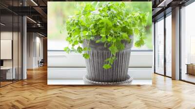 fresh cilantro herb in pot Wall mural