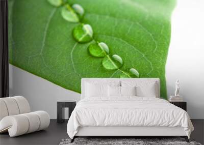 green leaf with water droplets isolated Wall mural