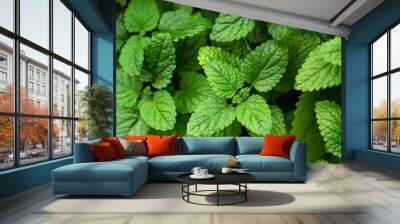 lemon balm (melissa) herb leaf closeup Wall mural