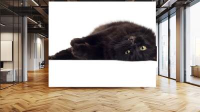 lying black cat isolated Wall mural