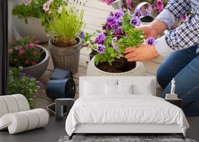 man gardener planting pansy, lavender flowers in flowerpot in garden on terrace Wall mural